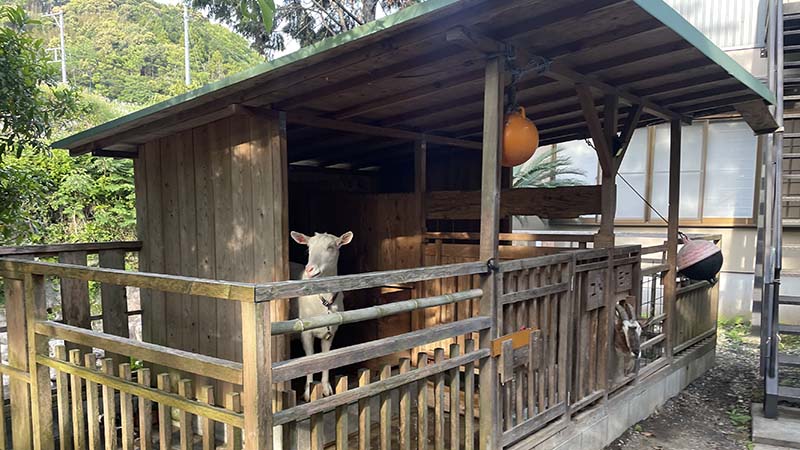 横川温泉千代田屋旅館のマスコット山羊の小屋